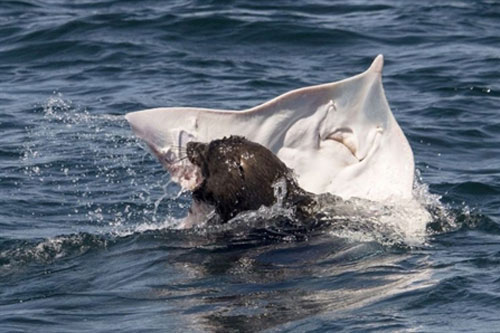 Hải cẩu mạo hiểm, 'chén' thịt cá đuối gai độc