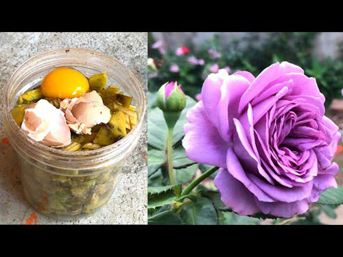 CLIP: Cách làm phân hữu cơ từ vỏ chuối và trứng đơn giản lại hiệu quả