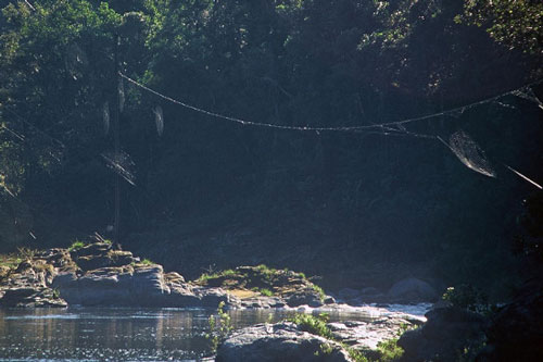 Không biết bay, nhện làm thế nào để giăng tơ khi khoảng cách hai đầu bị ngăn bởi sông suối?