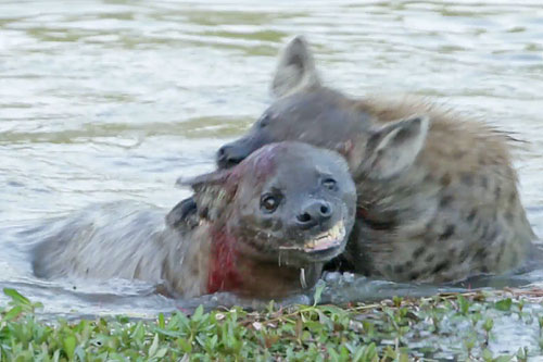 Linh cẩu chết thảm sau màn ‘thủy chiến’ tranh quyền thống trị bầy đàn