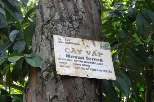 Vì sao trên các biển tên cây trong công viên lại thường ghi chú bằng tiếng Latinh?