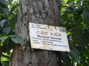 Vì sao trên các biển tên cây trong công viên lại thường ghi chú bằng tiếng Latinh?