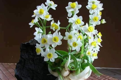 Những loại hoa nên đặt trên bàn thờ để "thức tỉnh" Thần Tài, lộc lá ùa về như vũ bão