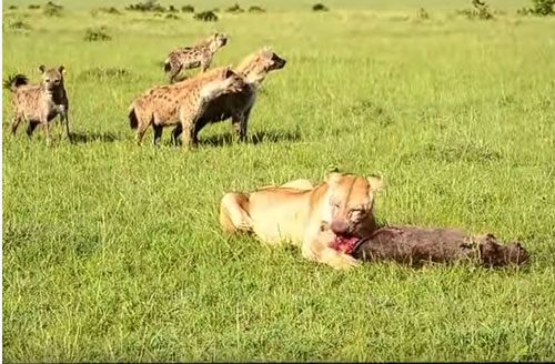 CLIP: Sư tử đơn độc bị linh cẩu cướp mồi