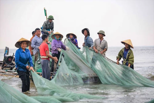 Hơn 20 con người quần áo cũ sờn. Ai cũng hối hả kéo cho nhanh những mẻ lưới bởi nếu không nắng lên, công việc sẽ vất vả hơn nhiều.