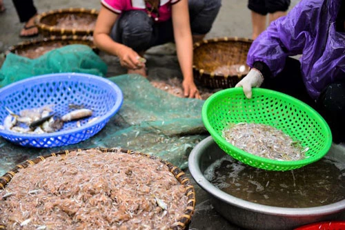 Cá nhỏ, ruốc, tôm, những loại hải sản ven bờ sau mẻ lưới, được các tiểu thương mua lại và phân loại tại bờ biển luôn để còn tranh thủ chạy bán nhanh cho kịp chợ sớm.