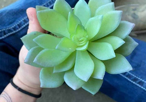 Tưới cây, chăm sóc chậu cây suốt 2 năm trời mới phát hiện ra là cây nhựa