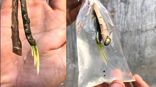 CLIP: Hướng dẫn chiết cành bằng nước cho ra nhiều rễ giúp cây sinh trưởng tốt hơn