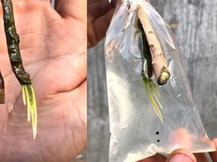 CLIP: Hướng dẫn chiết cành bằng nước cho ra nhiều rễ giúp cây sinh trưởng tốt hơn