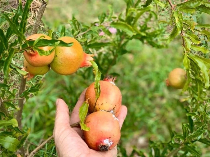 Thích thú với khu vườn toàn &quot;hoa quả nhập ngoại&quot; của ca sĩ Mỹ Lệ - Ảnh 2.