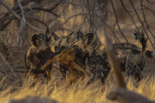 Khỉ đầu chó 'số đen' bị đàn chó hoang xé xác