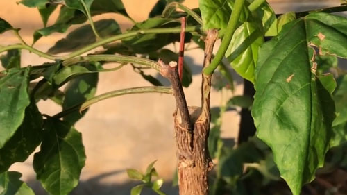 CLIP: Hướng dẫn ghép cành đơn giản, có thể áp dụng cho nhiều loại cây