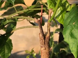 CLIP: Hướng dẫn ghép cành đơn giản, có thể áp dụng cho nhiều loại cây