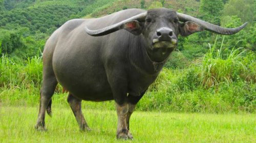 Cái chết "ngu" của con trâu và bài học cho kẻ hay than vãn: Để phòng thân phải nhớ điều này