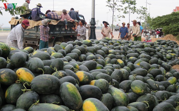 Dưa hấu Quảng Ngãi gặp khó vì không tiêu thụ được