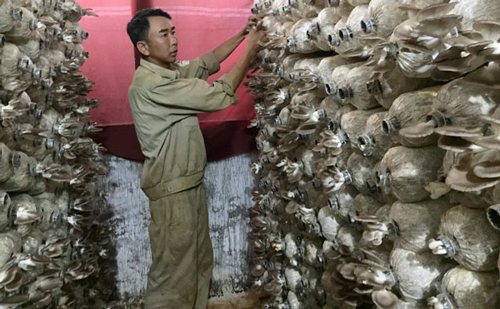  Đắk Lắk: Thu nhập khá nhờ trồng nấm hữu cơ