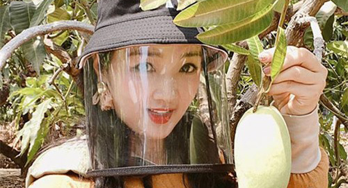 Giáng My đội mũ chống Covid-19 đi hái xoài