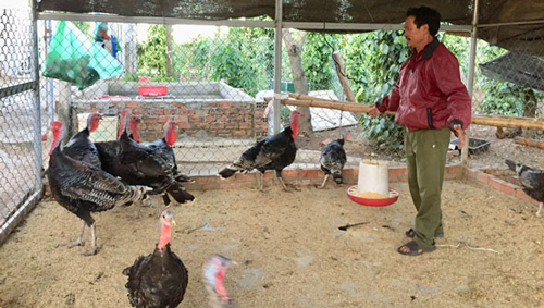 Đắk Lắk: Thu nhập cao từ nuôi gà lôi