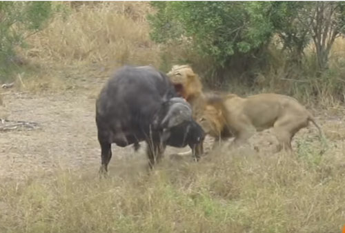 CLIP: Trâu rừng đại chiến với sư tử