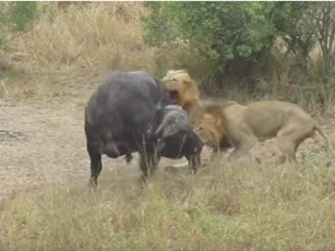 CLIP: Trâu rừng đại chiến với sư tử