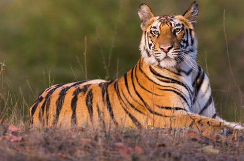 1 tháng tới, 3 con giáp dễ gặp thời đổi vận, phát tài giàu có