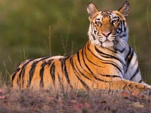 1 tháng tới, 3 con giáp dễ gặp thời đổi vận, phát tài giàu có