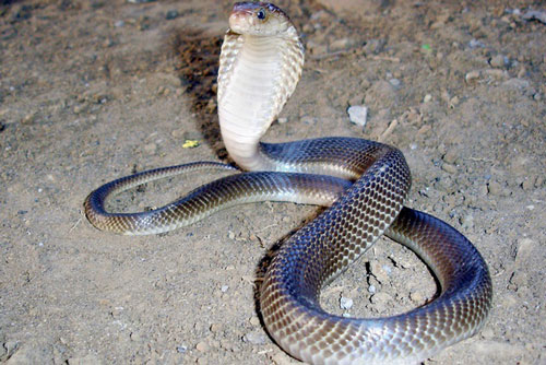 3 con giáp dễ bị tiểu nhân 'đâm sau lưng', tiền bạc ‘rủ nhau’ ra đi trong 3 tháng tới