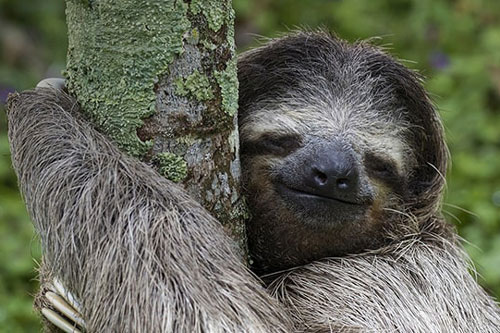 Top 10 sự thật ‘khó đỡ’ của loài động vật ‘lười từ cái tên’