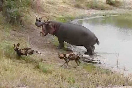 Bị chó hoang ‘cà khịa’, hà mã ‘nổi điên’ truy sát đối thủ