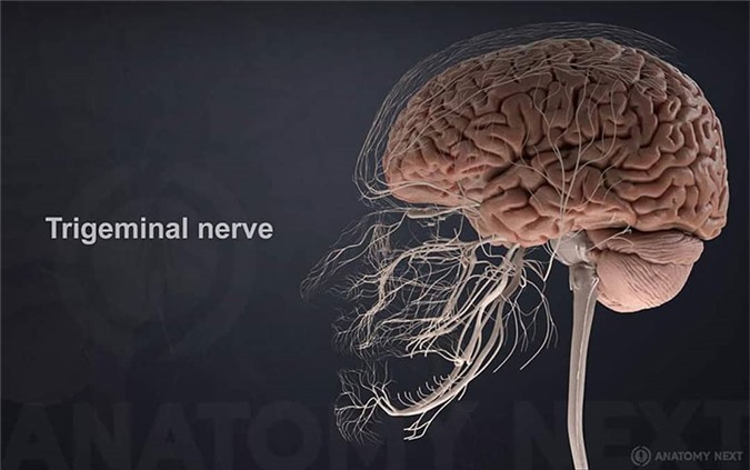 Khám phá những điều thú vị trong cơ thể con người không phải ai cũng biết