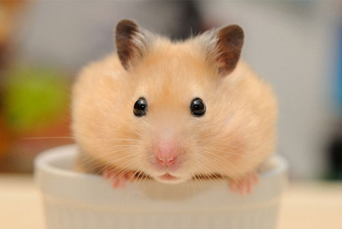 Thần Tài 'gạch sổ', 3 con giáp đen đủi đủ đường, tài lộc tiêu tán trong tháng 3 Âm lịch