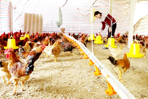 Tuyên Quang: Hợp tác thành công với mô hình nuôi gà an toàn