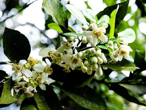 &#x27;B&#x1ECF; t&#xFA;i&#x27; nh&#x1EEF;ng c&#xF4;ng d&#x1EE5;ng tuy&#x1EC7;t v&#x1EDD;i c&#x1EE7;a hoa b&#x1B0;&#x1EDF;i