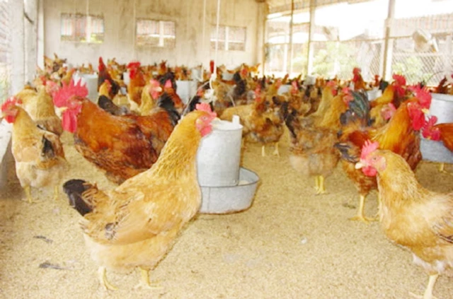 Mô hình nuôi gà mang lại lợi ích kép về kinh tế và ATLĐ