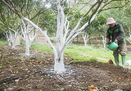 Thành viên HTX Trồng cam Văn Yên bón phân hữu cơ cho cây ăn quả