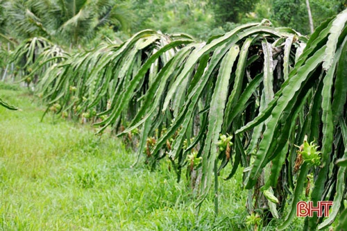 Với giống cây thanh long ruột đỏ, Nguyễn Tiến Dũng khởi nghiệp thành công ở mảnh đất vùng biên