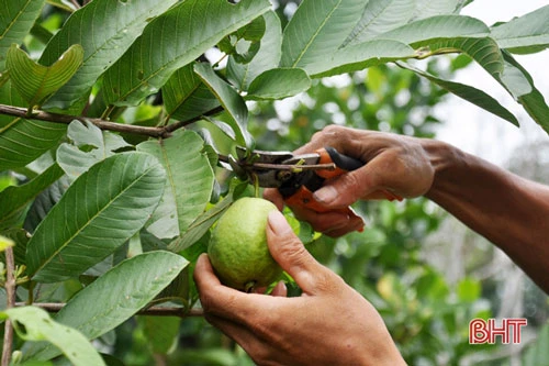 Ổi ruột đỏ Tân Châu "bén duyên" ở mảnh đất "chó ăn đá, gà ăn sỏi"