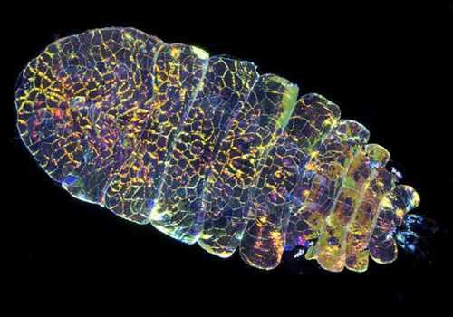 Sapphire biển – loài động vật dị bậc nhất hành tinh, có khả năng "tàng hình"