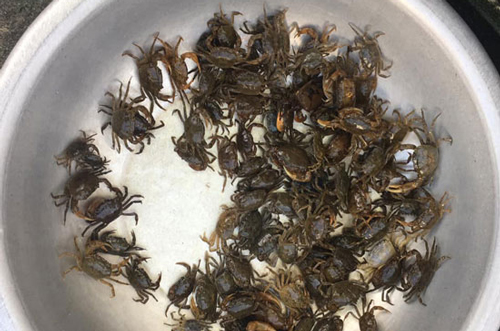 Người bán hàng "mách" cách chọn cua đồng "chuẩn xịn", không nhầm với cua nuôi