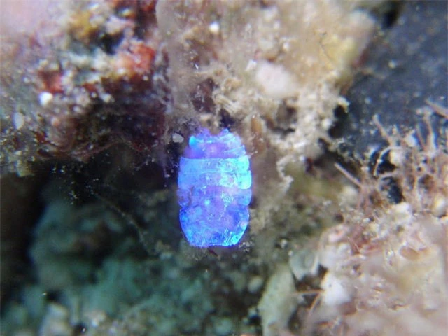 Sapphire biển – loài động vật dị bậc nhất hành tinh, có khả năng tàng hình - Ảnh 5.