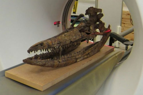 Hộp sọ 'quái vật biển' đáng kinh ngạc có niên đại gần 200 triệu năm được tiết lộ