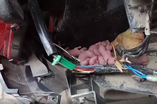 Nhà có những điểm này phải cẩn trọng kẻo gặp tai họa, hãy hóa giải ngay kẻo hối không kịp