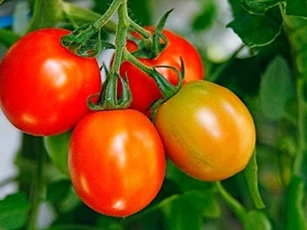 CLIP: Hướng dẫn nhân giống cà chua bằng phương pháp chiết cành cho ra cực nhiều rễ