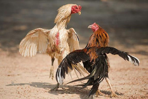 Năm 2020, những con giáp này dễ gặp đại hạn, xui xẻo triền miên, cần hóa giải ngay