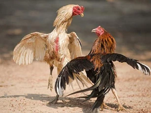 Năm 2020, những con giáp này dễ gặp đại hạn, xui xẻo triền miên, cần hóa giải ngay