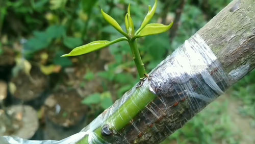 CLIP: Hướng dẫn kỹ thuật ghép mắt áp dụng cho nhiều loại cây