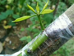 CLIP: Hướng dẫn kỹ thuật ghép mắt áp dụng cho nhiều loại cây