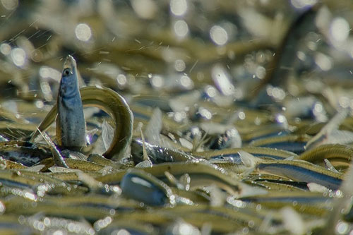 CLIP: Mãn nhãn với bầy cá với hàng trăm con chen chúc nhau lên bờ đẻ trứng trong mùa sinh sản