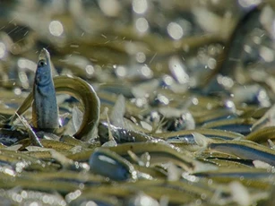 CLIP: Mãn nhãn với bầy cá với hàng trăm con chen chúc nhau lên bờ đẻ trứng trong mùa sinh sản