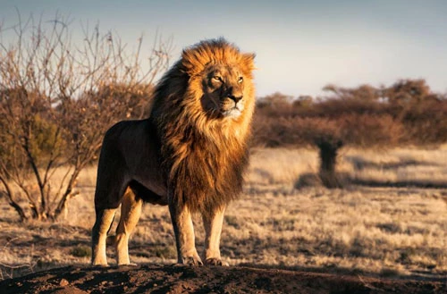 2. Sư tử (trọng lượng cơ thể: 190 kg). Ảnh: Forbes.com.